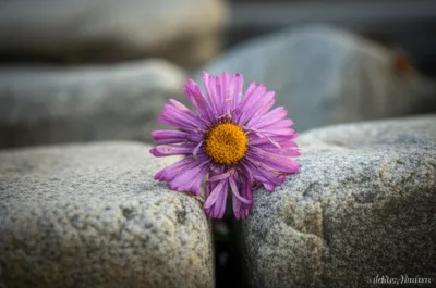 Illustration crushes - Image 1