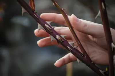 Illustration barbed - Image 1