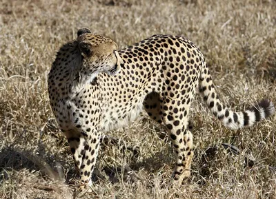 Illustration fastest - Image 2