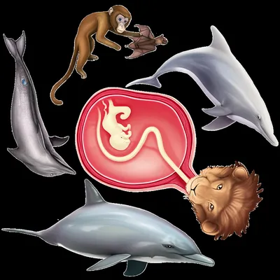 Illustration placentals