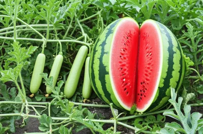 Illustration pepo - Image 1