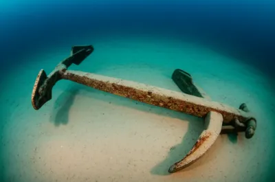 Illustration nut - Image 1