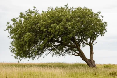 Illustration supple - Image 1