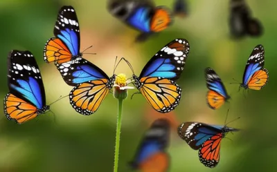 Illustration flutter - Image 1