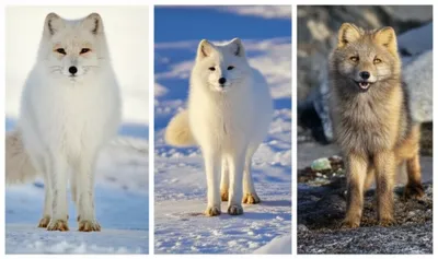 Illustration subspecies - Image 1