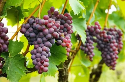 Illustration muscat - Image 1