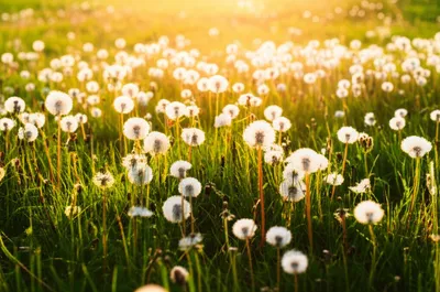 Illustration mildness - Image 1