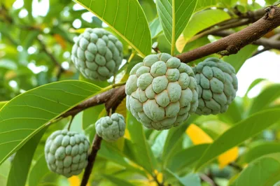 Illustration apple - Image 1