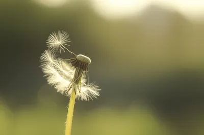 Illustration softly - Image 1