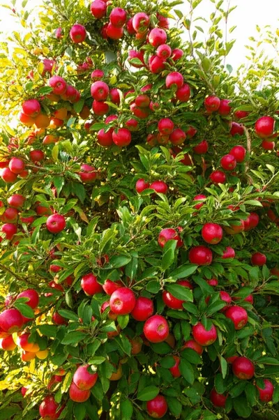 Illustration bearer - Image 1