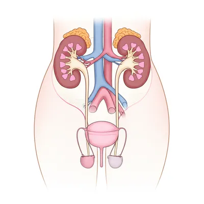 Illustration genitourinary