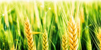 Illustration seeding - Image 1