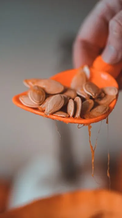 Illustration pepitas - Image 2