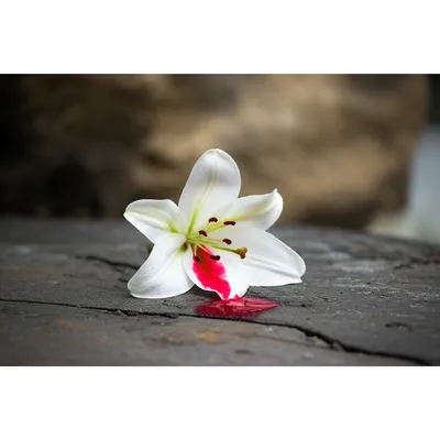 Illustration fallen - Image 1