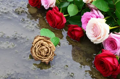 Illustration stank - Image 1