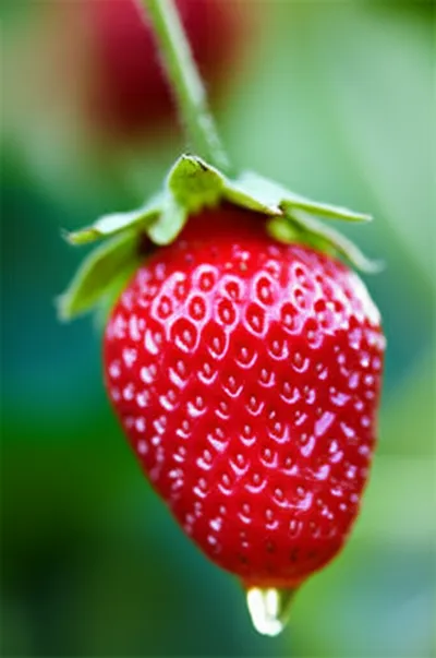 Illustration appetizing