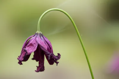 Illustration yielded - Image 1