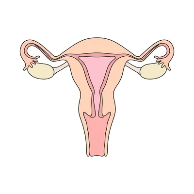 Illustration cervical - Image 1