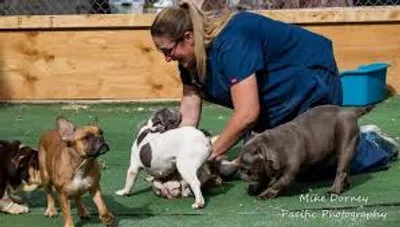 Illustration breeder - Image 2