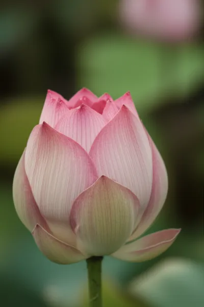 Illustration circumcised - Image 1