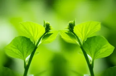 Illustration connives - Image 1