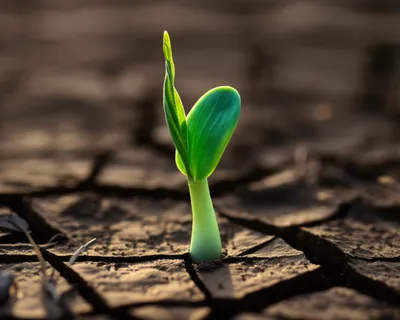 Illustration peep - Image 1