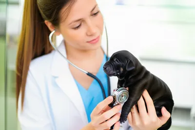 Illustration sexes - Image 1