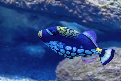 Illustration triggerfish - Image 2