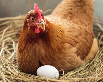 Illustration lays - Image 1