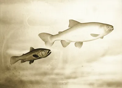 Illustration progenitor - Image 1