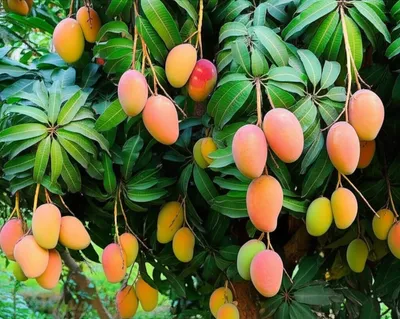 Illustration mangos - Image 1