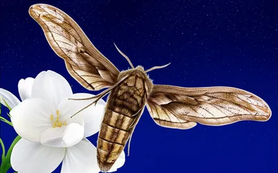 Illustration sphinx - Image 1