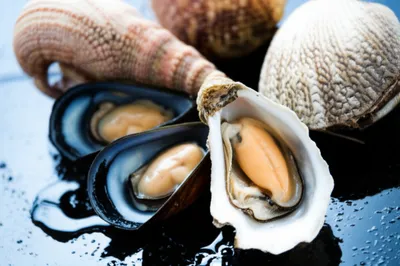 Illustration shellfish