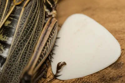 Illustration plectrum - Image 1