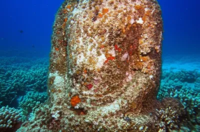 Illustration encrustation