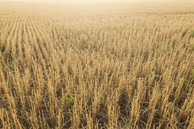 Illustration stubby - Image 1