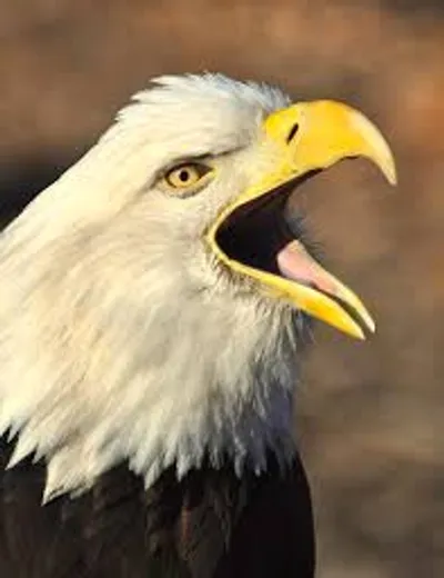 Illustration squawk - Image 2