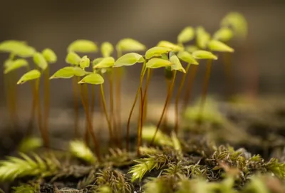 Illustration veils - Image 1