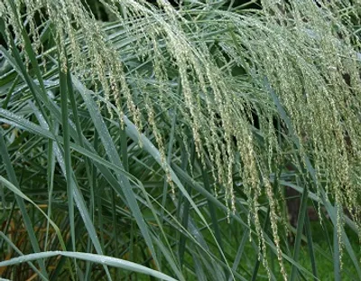 Illustration panic - Image 2