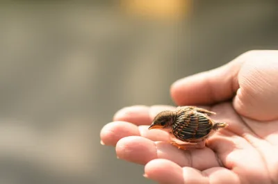 Illustration tenderhearted - Image 1