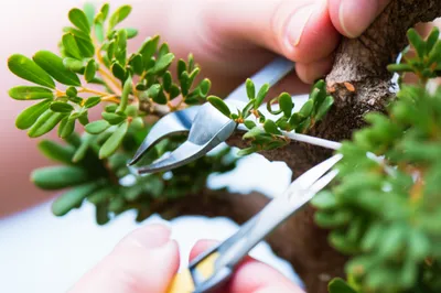 Illustration diligence