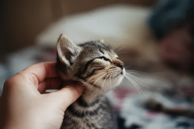 Illustration cuffs - Image 1