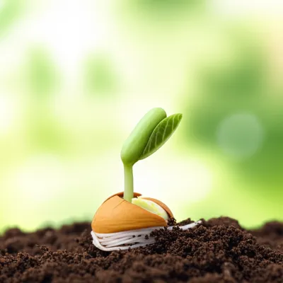 Illustration sprout - Image 1