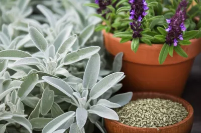 Illustration sage - Image 1