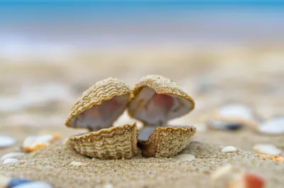 Illustration hinges - Image 1