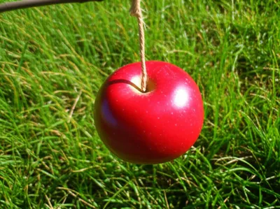 Illustration dangle - Image 1