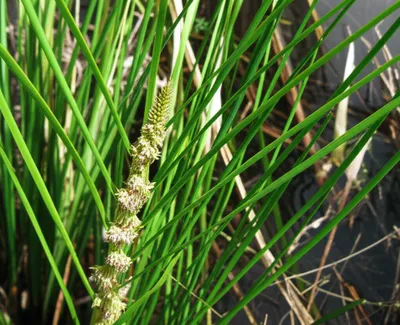 Illustration rush - Image 1