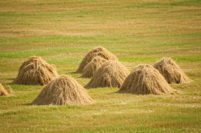 Illustration cocks - Image 1