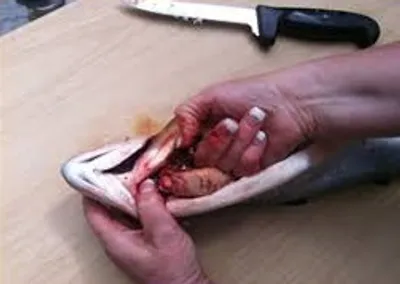 Illustration gill - Image 3