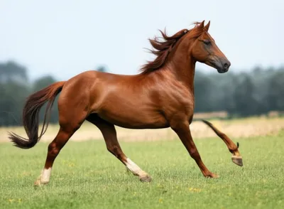 Illustration trot - Image 1